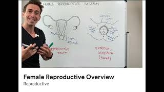 Female reproductive overview