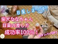 【犬に目薬を差す方法】白内障予防！成功率100%！参考にしていただければ幸いです。