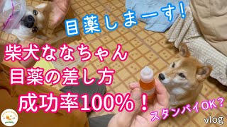 【犬に目薬を差す方法】白内障予防！成功率100%！参考にしていただければ幸いです。