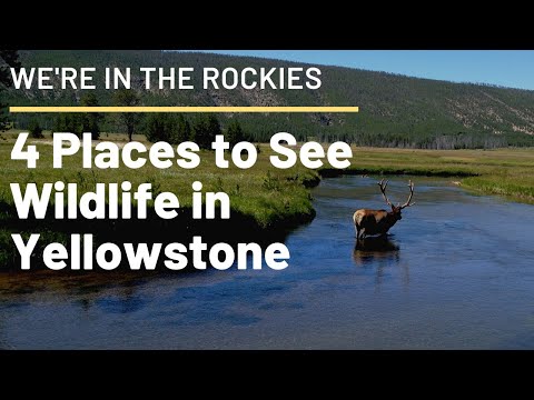 Don&#039;t Miss These Places to See Wildlife in Yellowstone!