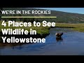 Don't miss these places to see wildlife in Yellowstone!