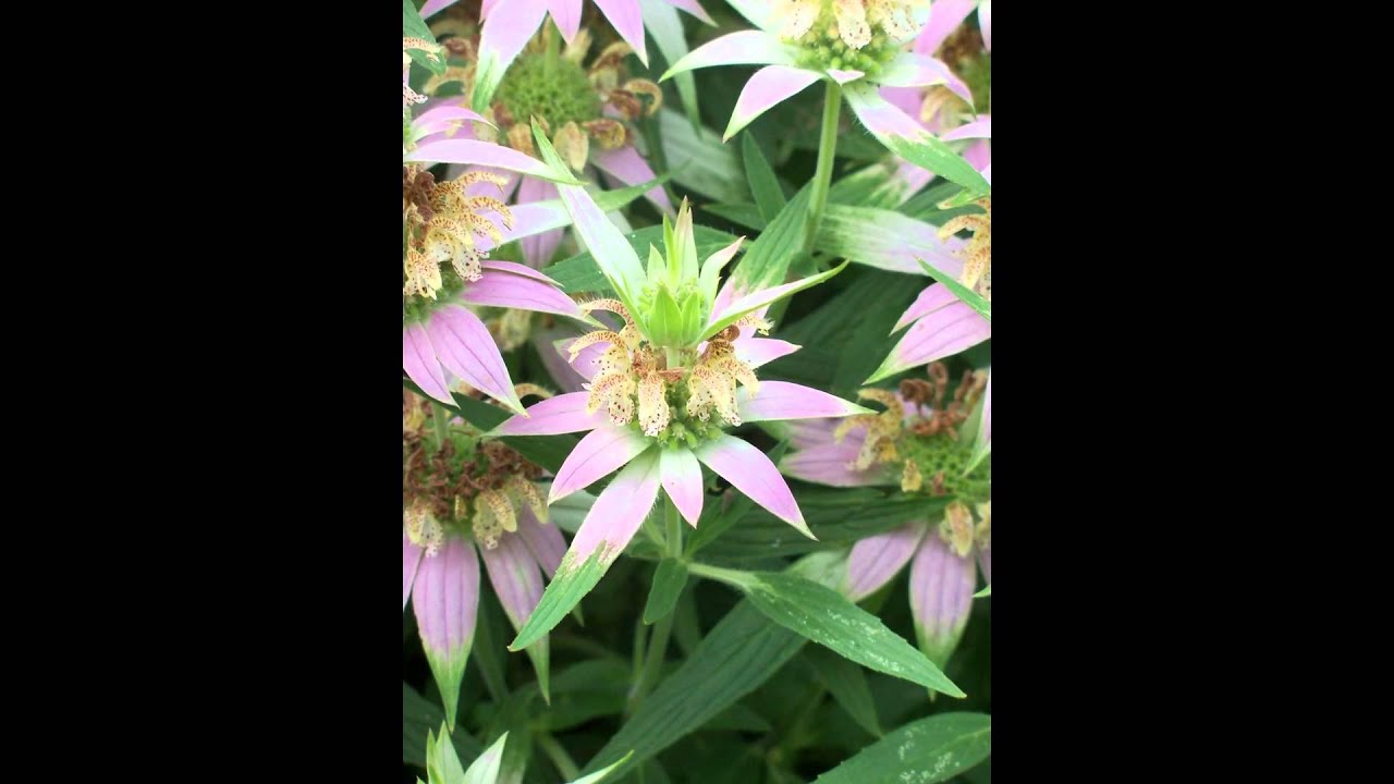 МОНАРДА (MONARDA) сем. Губоцветные