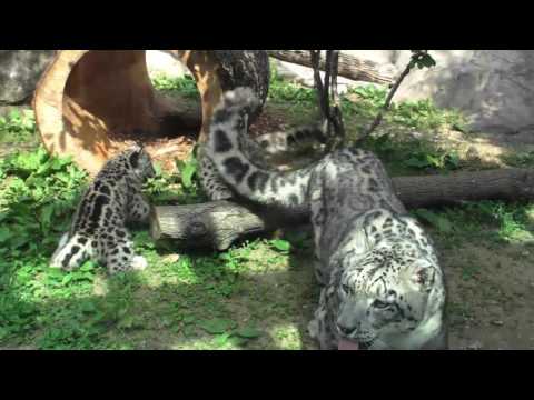 Video: Pet Scoop: Câini Confort Călătoresc în Orlando, Snow Leopard Cubs Debut la Zoo din Akron
