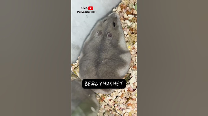 Hamster. Interesting Facts. Part 2 🐹