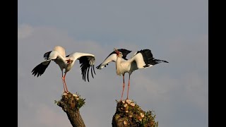 حياة طائر اللقلق - stork life