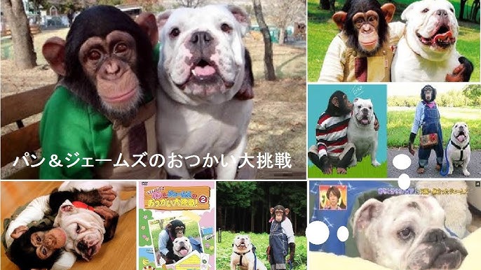 挑戰新聞軍事精華版 狗狗猩猩大冒險 詹姆斯過世享年12歲 生前遺願太催淚來賓暴哭 Youtube