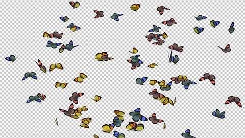 Butterflies - Colorful Swarm - Closeup Loop