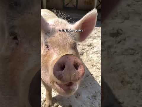 Video: Zijn varkenssnuiten veilig voor puppy's?