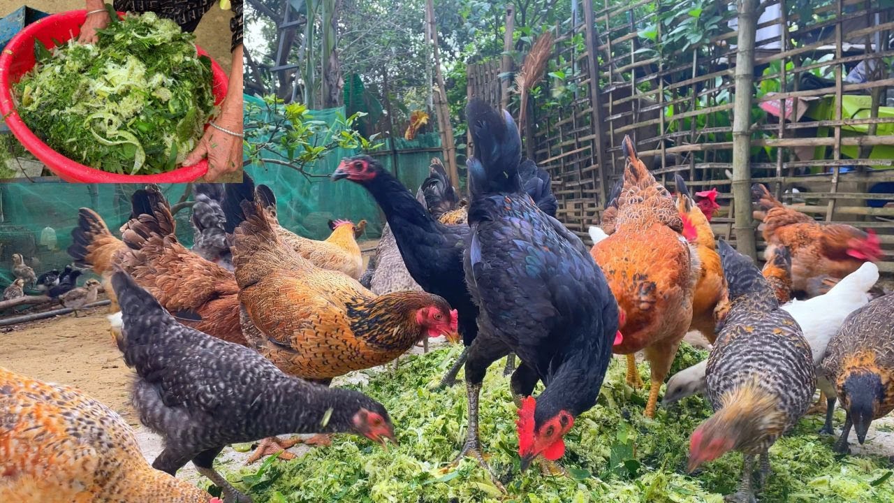 The secret to healthy chicken feed. Raising free range chickens in the garden