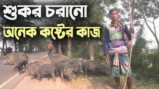 মাঠে মাঠে শুকর চরিয়ে নিয়ে বেড়ায় তারা | শুকর পালন পদ্ধতি | Pig Farming | Pork in Bangladesh