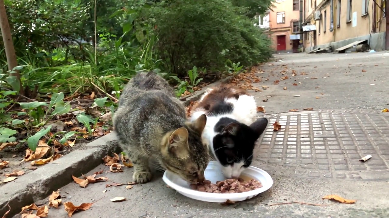 Кошка голодный песня. Кормление кошек на улице. Кормления котов на улице. Кормление бездомных кошек. Уличные коты едят.