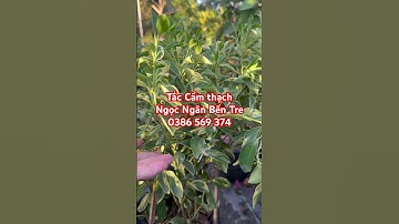Cây tắc Cẩm thạch trái quanh năm | 0386569374 - Ngọc Ngân Bến Tre | Chuyên cây độc lạ