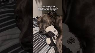 A Staffy & Her Moo Cow