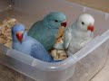 Indian Ringneck Babies - 6 Weeks Feeding Mp3 Song