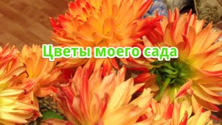 Цветы моего сада(Это видео - результат моего хобби. Очень люблю выращивать цветы и ухаживать за садом. Вот и решила сделать..., 2014-09-09T16:43:01.000Z)