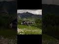 اغنيه الواد قلبه بيوجعه بدون موسيقى