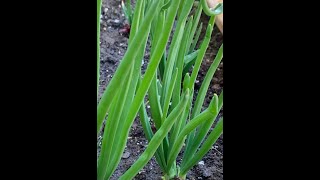 How to regrow green onion /اعادة زراعة البصل الاخضر