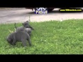 Pitbull, Puppies For Sale, In, Kent, Washington, WA, Bainbridge Island, Mercer Island, Maple Valley, Pitbull, Puppies For Sale, In, Kent, Washington, WA, Bainbridge Island, Mercer Island, Maple Valley,