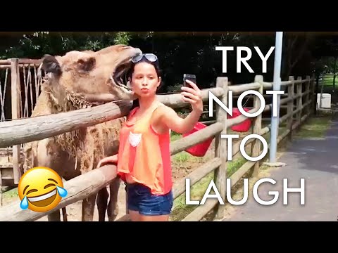 [2 HOUR] Try Not to Laugh Challenge! ? | Best Fails of the Week | Funny Videos | AFV Live