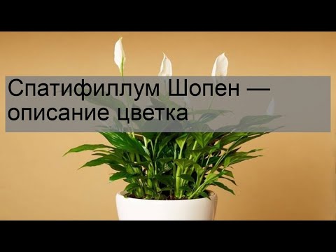 Спатифиллум шопен уход в домашних условиях фото