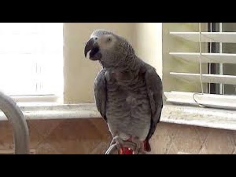 talking-parrot-invents-unique-name-for-the-color-orange