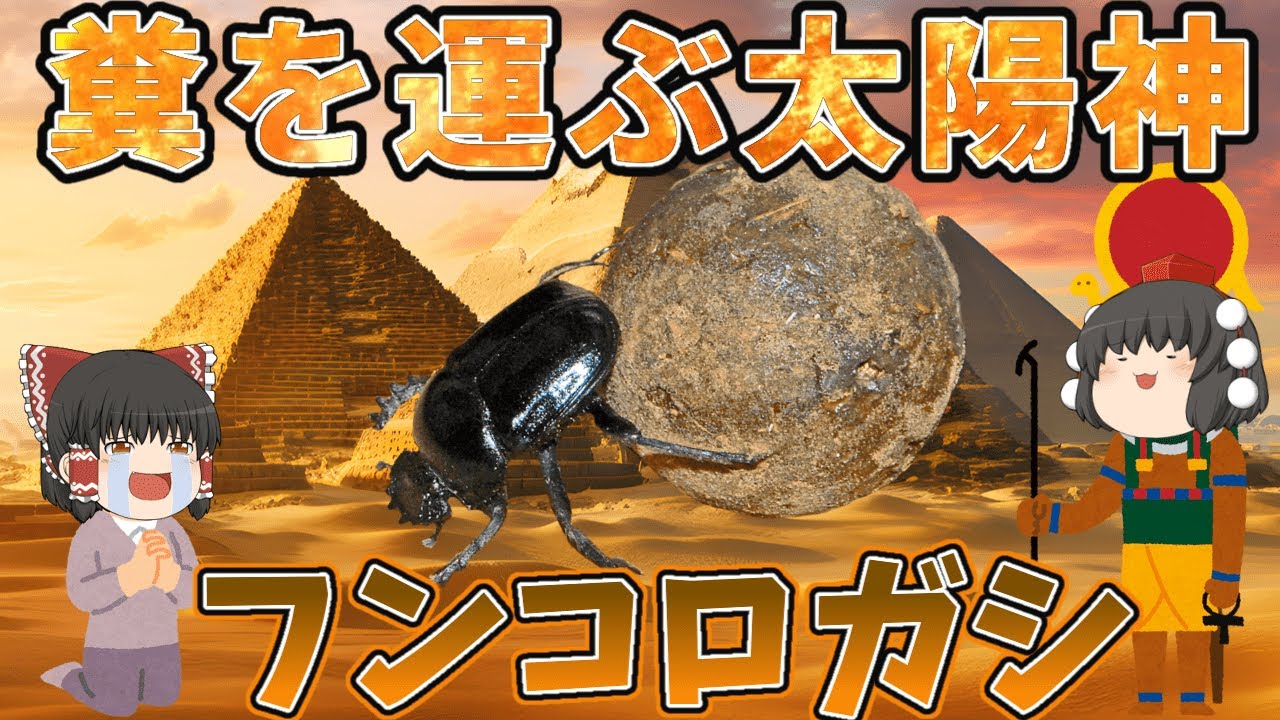 【ゆっくり解説】糞を運ぶ太陽神！フンコロガシ