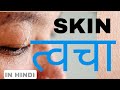 Integumentary system  what is anatomy of skin  types and many more information about skin in hindi