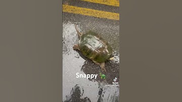 #snappingturtles #snappingturtle #820ballpythons