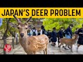 Japan&#39;s Deer Problem