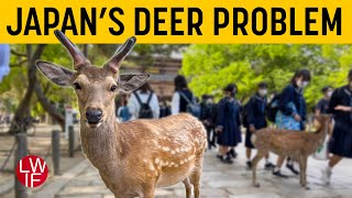 Japan's Deer Problem
