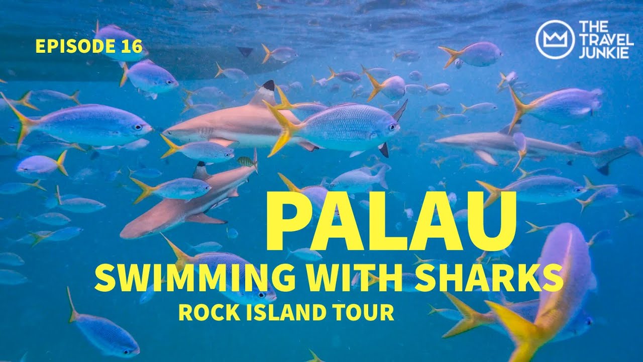 SNORKELLING WITH REEF SHARKS: PALAU SECRET | ROCK ISLAND TOUR | EPIC EXPERIENCE SHARK CITY