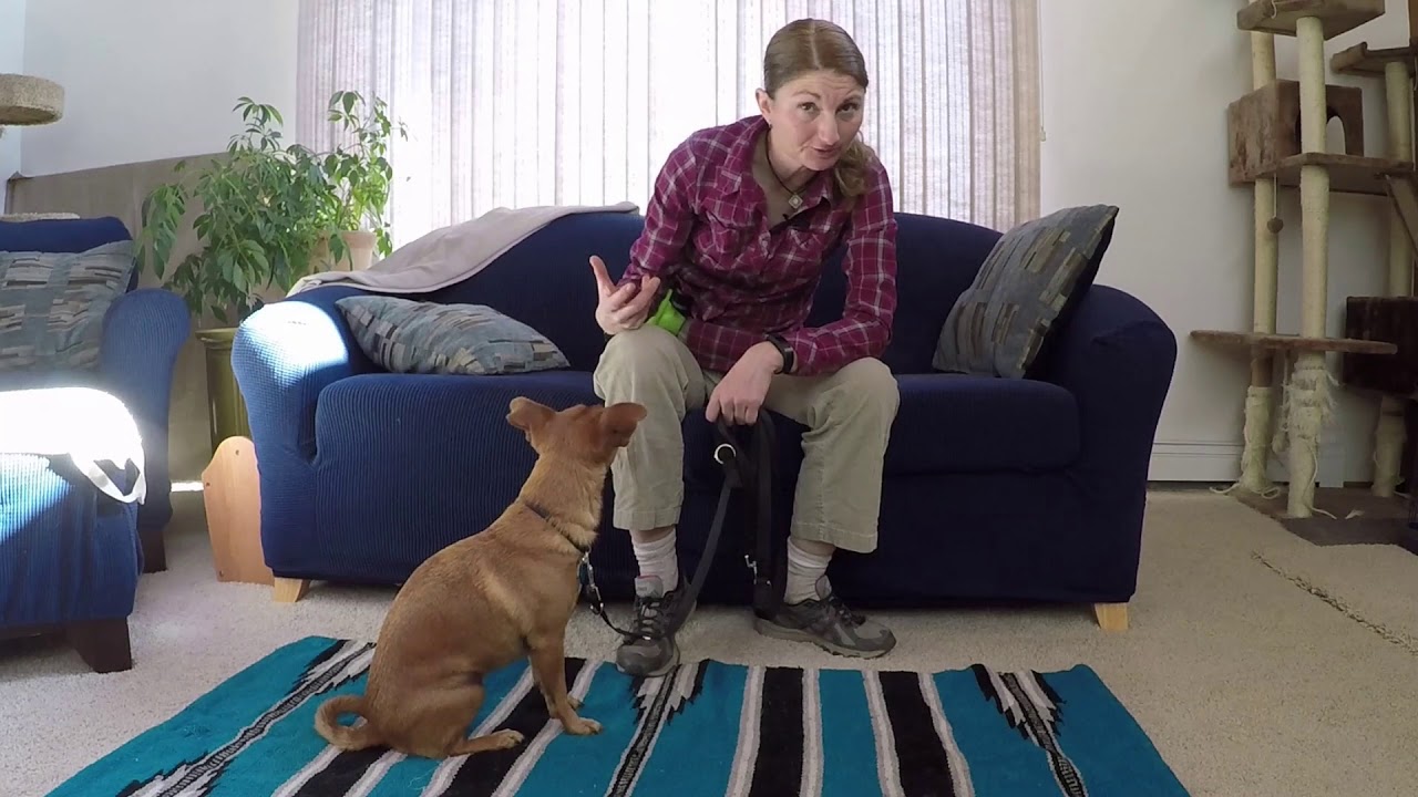 Training Trax "Leave It"