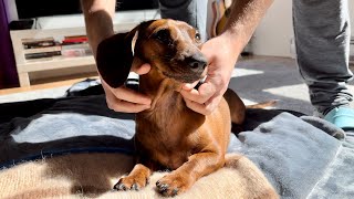 How to make a mini dachshund happy! by Mac DeMini Dachshund 24,996 views 5 days ago 1 minute, 31 seconds