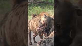 Hyenas Fight Over Zebra Scraps