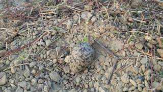 red wattled lapwings egg very beautiful and safe place #viral #viralvideo #trending #birds