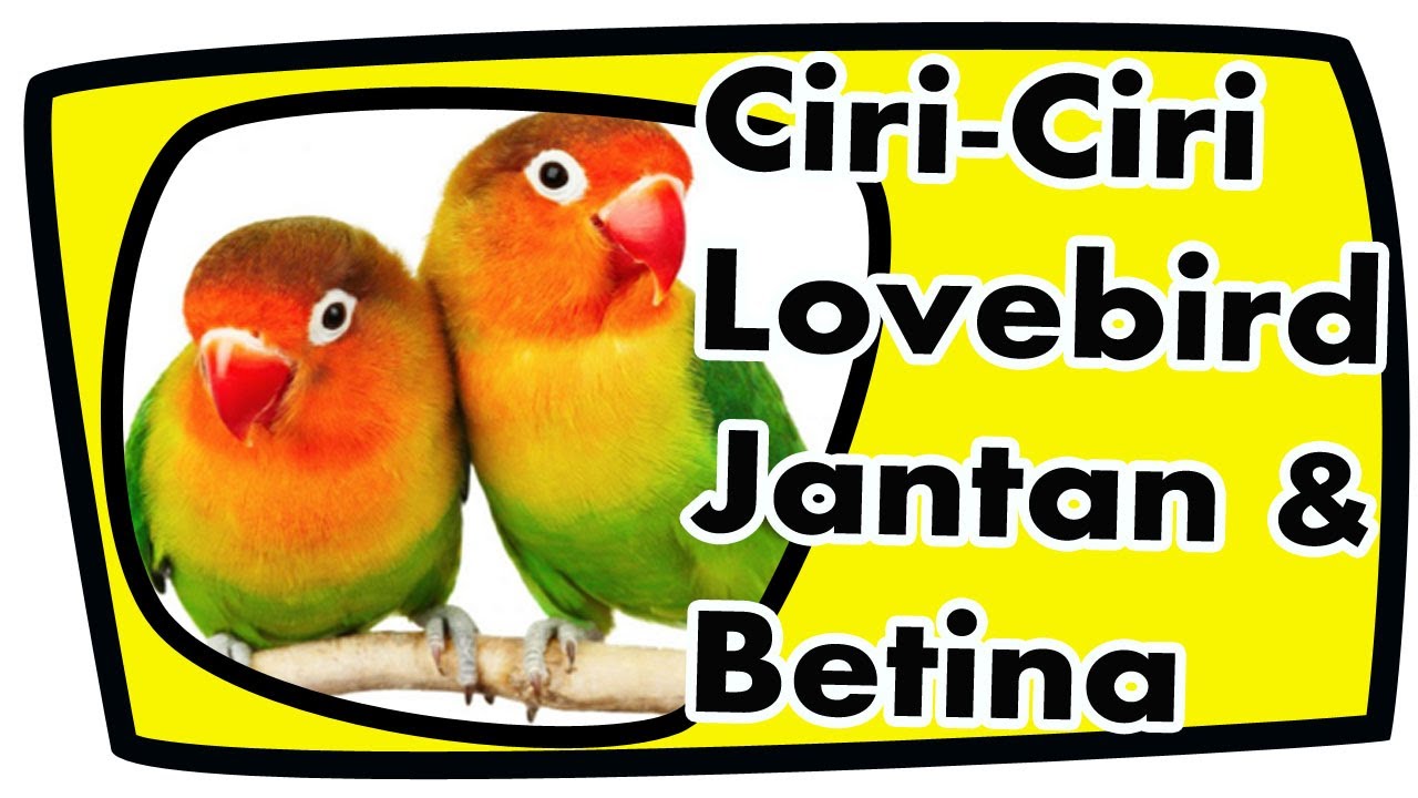 Ciri Burung Love Bird Jantan Dan Betina YouTube