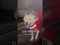 야 이날씨에 누가 나가냐? ㅋㅋㅋㅋㅋ #dogshorts #강아지 #jindodog