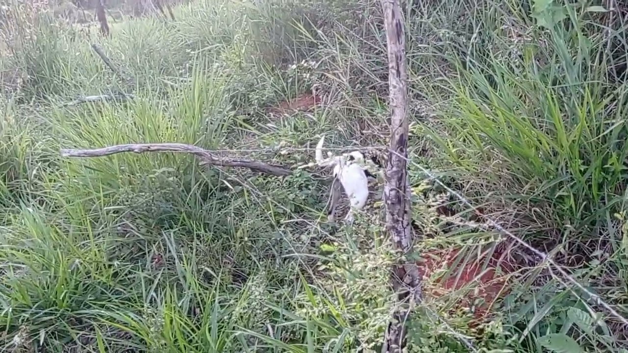 caçada de tatú com cachorro novo_ tatu espirrou na frente do cachorro novo_