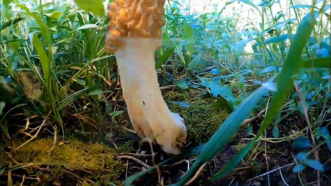 10 day morel mushroom timelapse 4 YouTube