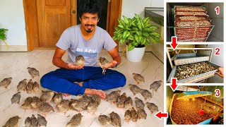 See How To Hatch Quail Eggs | Visiting Biggest Quil Farm | We Bought Quails