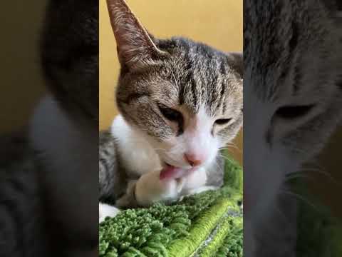 猫きれい好き - lick lick - #Shorts