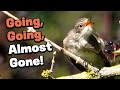 The Spotted Flycatcher A Rare Visit From A Disappearing Bird Birds The Spotted Flycatcher A Rare Visit From A Disappearing Bird Birds