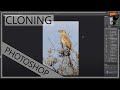 Nature Photography Workshop - Post Processing and Cloning