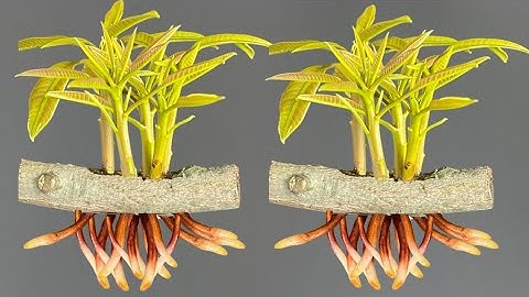 How To Grow Mango Tree From Cutting In A Coca-Cola /Coca-Cola Experiment /How To Grow Mango Tree