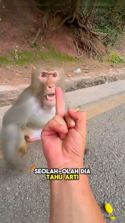 A Monkey Gets Angry Because of Being Pranked🐵😊