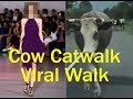 Cow catwalkgone viral walk like super modeluk news network shorts viral trending love