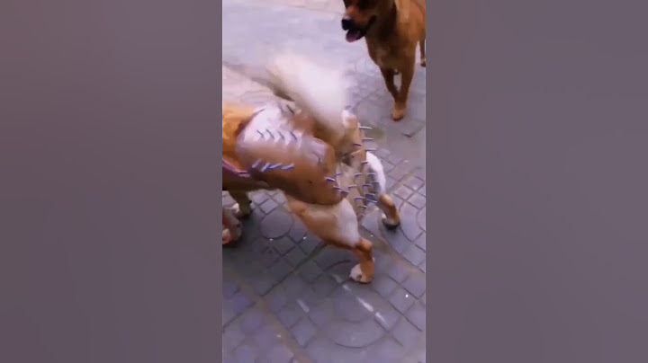 QUERO VER ALGUM CACHORRO QUERER CRUZAR COM ELA AGORA #SHORTS