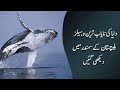 Whale  fish in gwadar