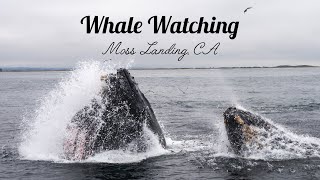 Whale Watching | Humpback Whales | Moss Landing CA | Sanctuary Cruises | Sep 2025