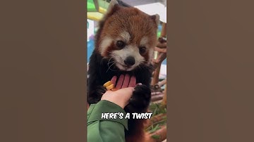 Red Pandas Are Too Cute to Be Real 🐾🦊 #Shorts #RedPanda